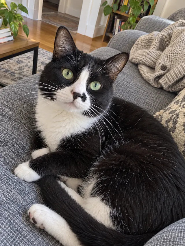 Example: a tuxedo cat on a sofa, clearly lit