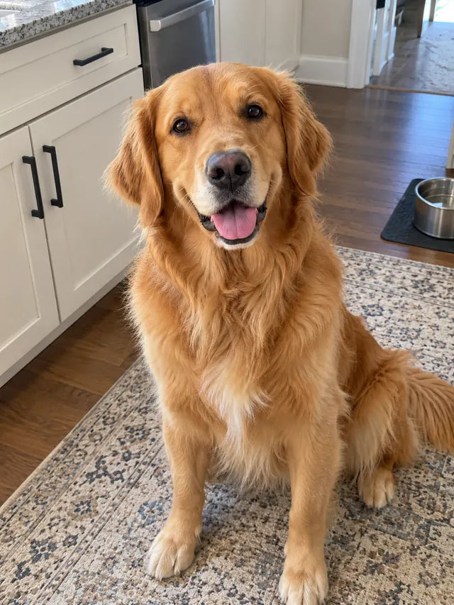 Example: a golden retriever photographed at eye level in a kitchen